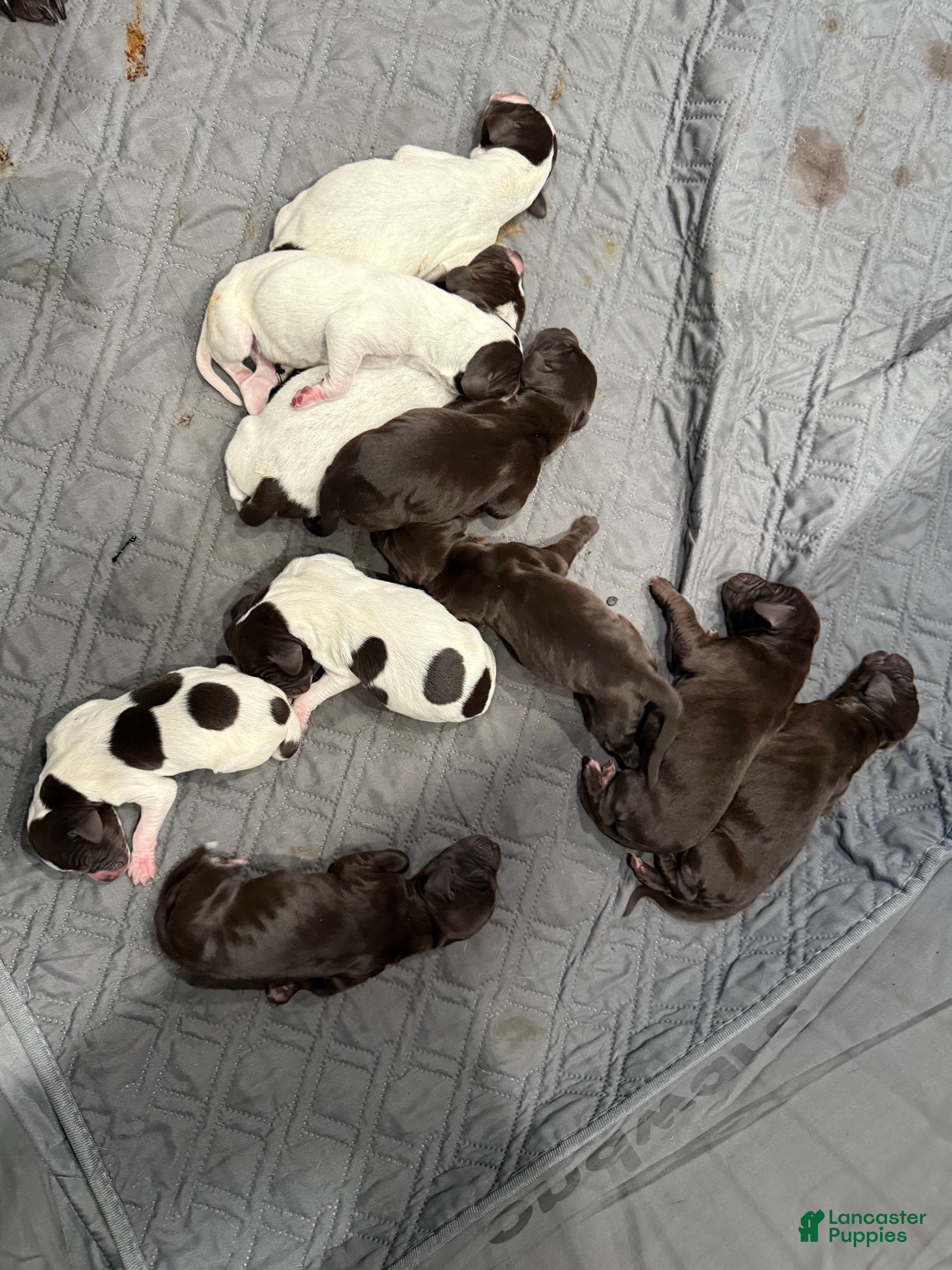 German Shorthaired Pointer dogs German Shorthaired Pointer Puppy 6 - Ad 3