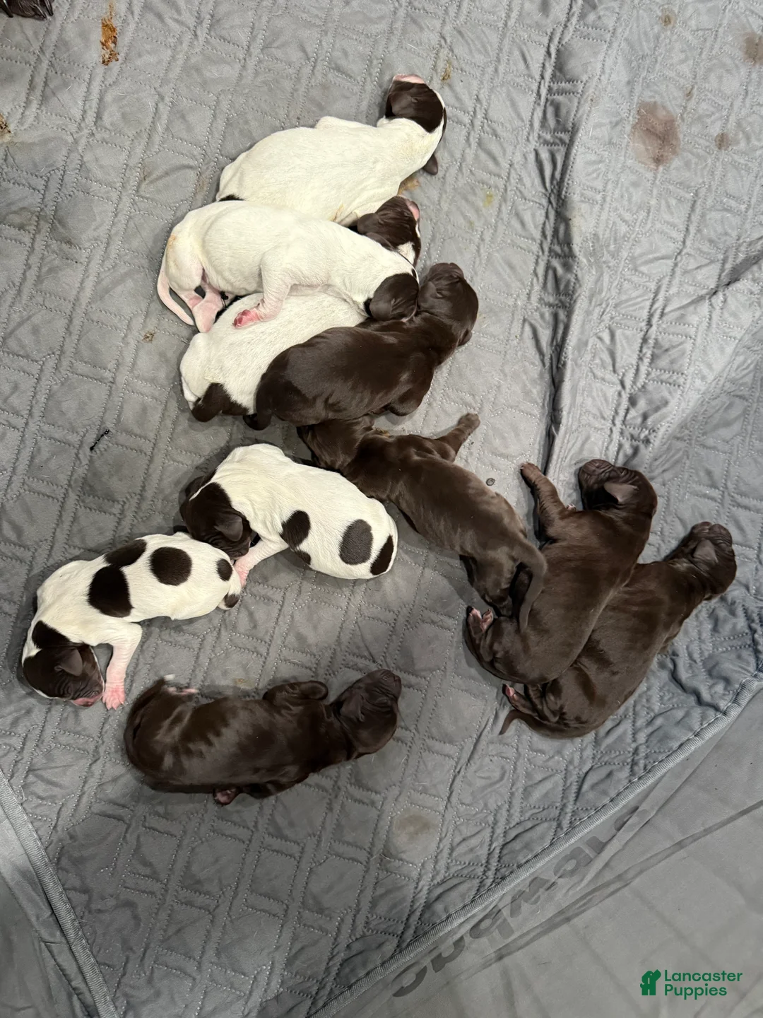 German Shorthaired Pointer dogs for sale: German Shorthaired Pointer Puppy 6 - Ad 1