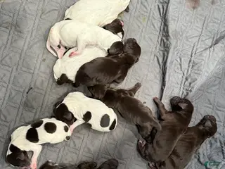 German Shorthaired Pointer dogs German Shorthaired Pointer Puppy 6 - Ad 3