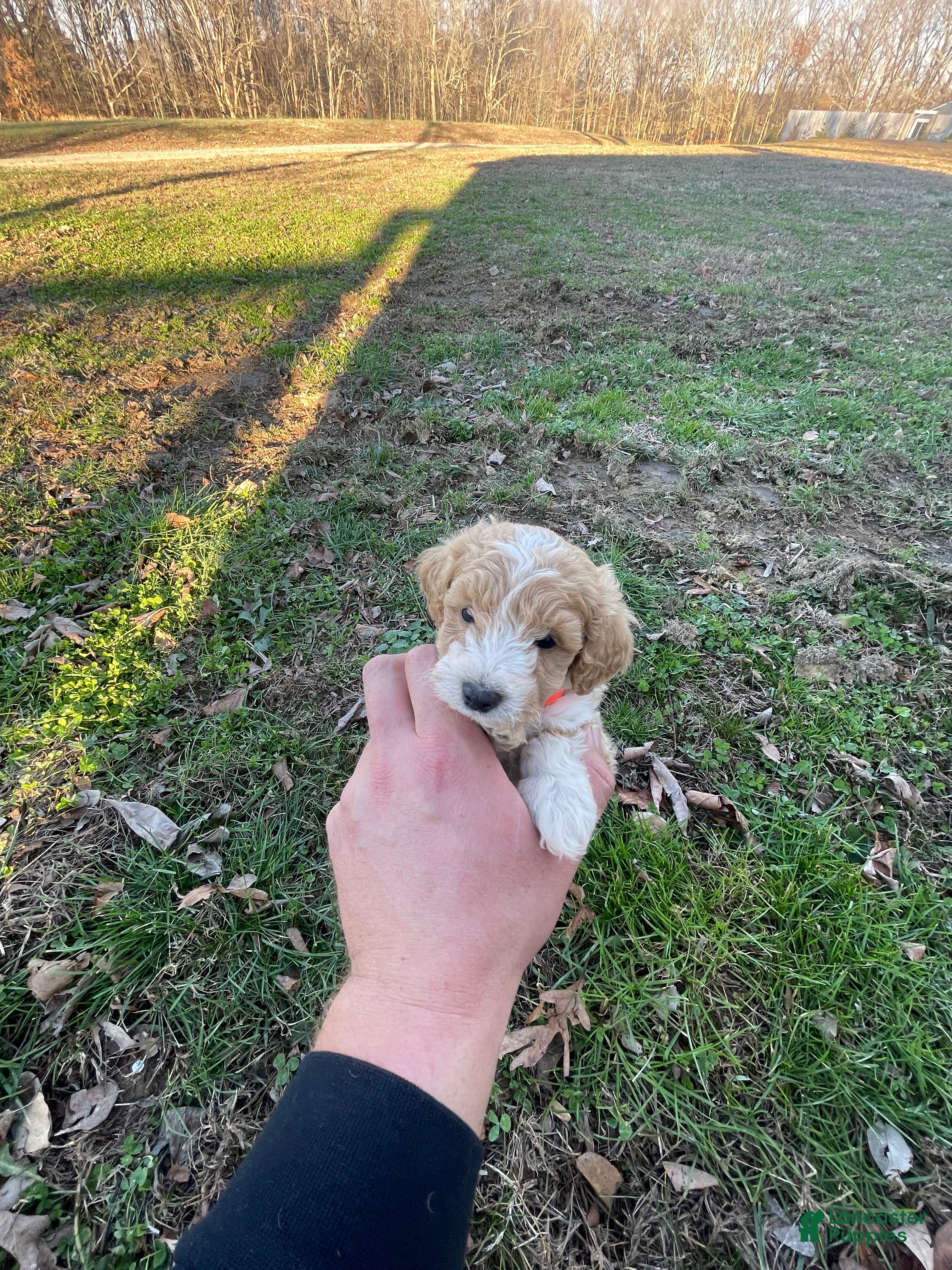 Mini Goldendoodle dogs Bailey (micro-mini goldendoodle) - Ad 2