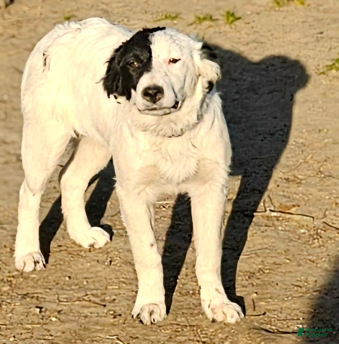 Border Collie dogs for sale: Divvy - Ad 1