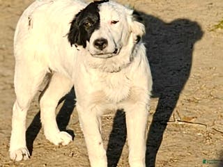 Border Collie dogs Divvy - Ad 34