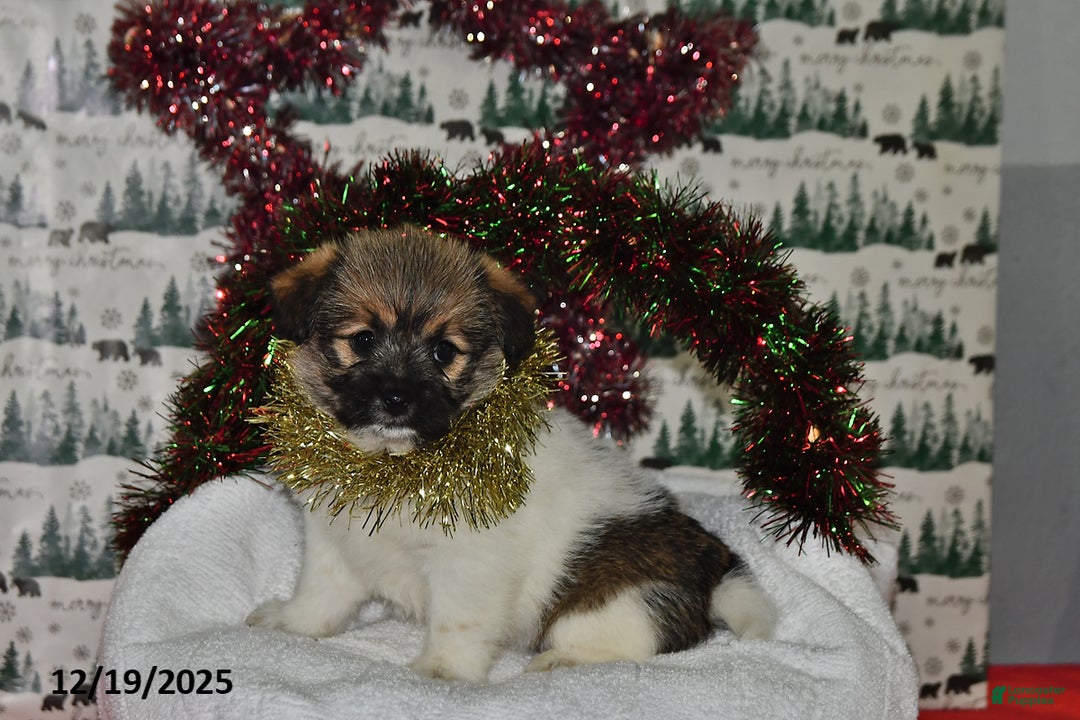 Mixed Breed dogs for sale: Sheryl - Ad 4