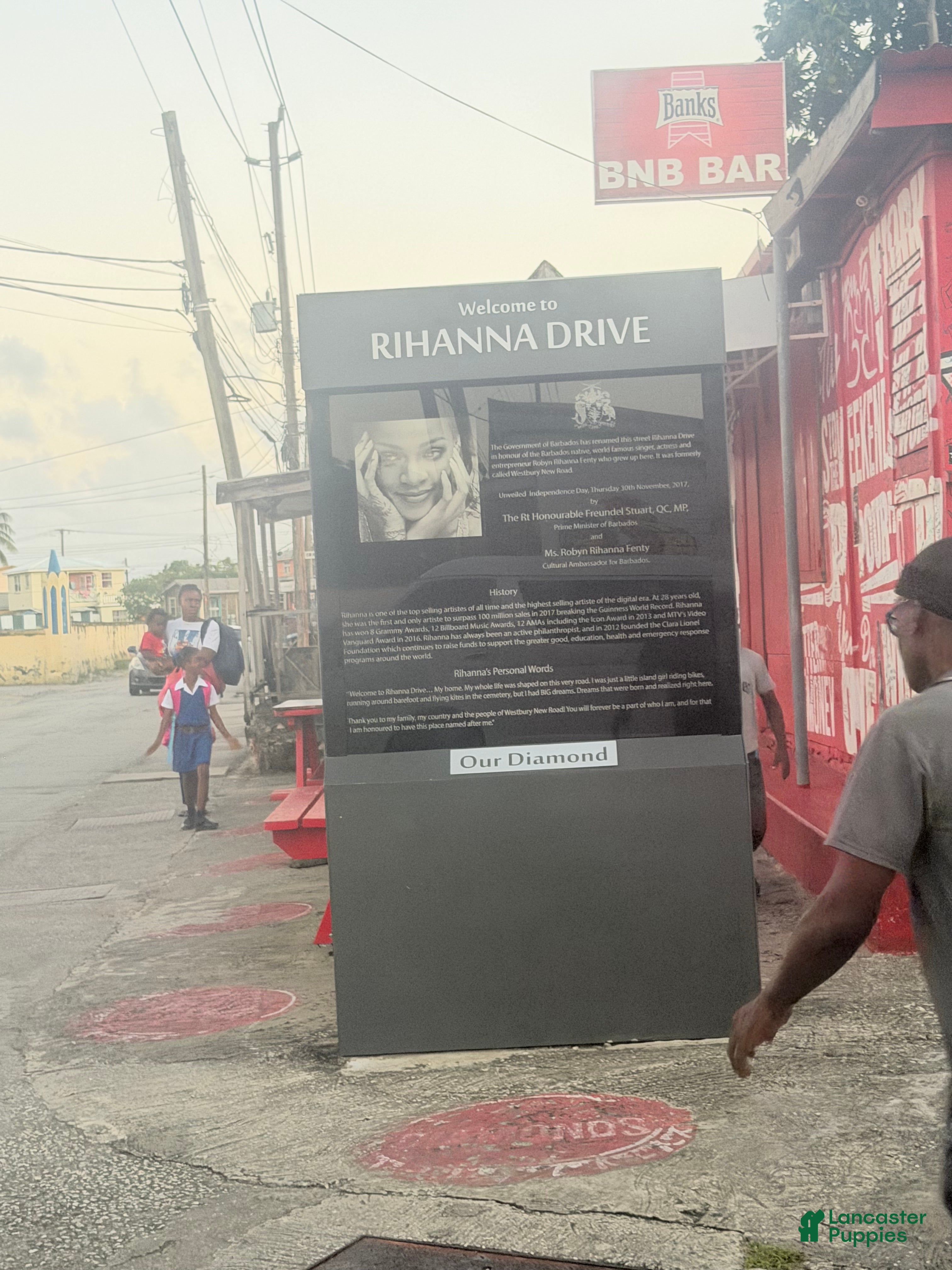 Yorkiepoo dogs Yorkiepoo Puppy 2 - Ad 2