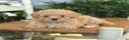 Maltipoo dogs for sale: Honey - Ad 4