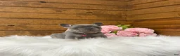 French Bulldog dogs for sale: Violet - Ad 2