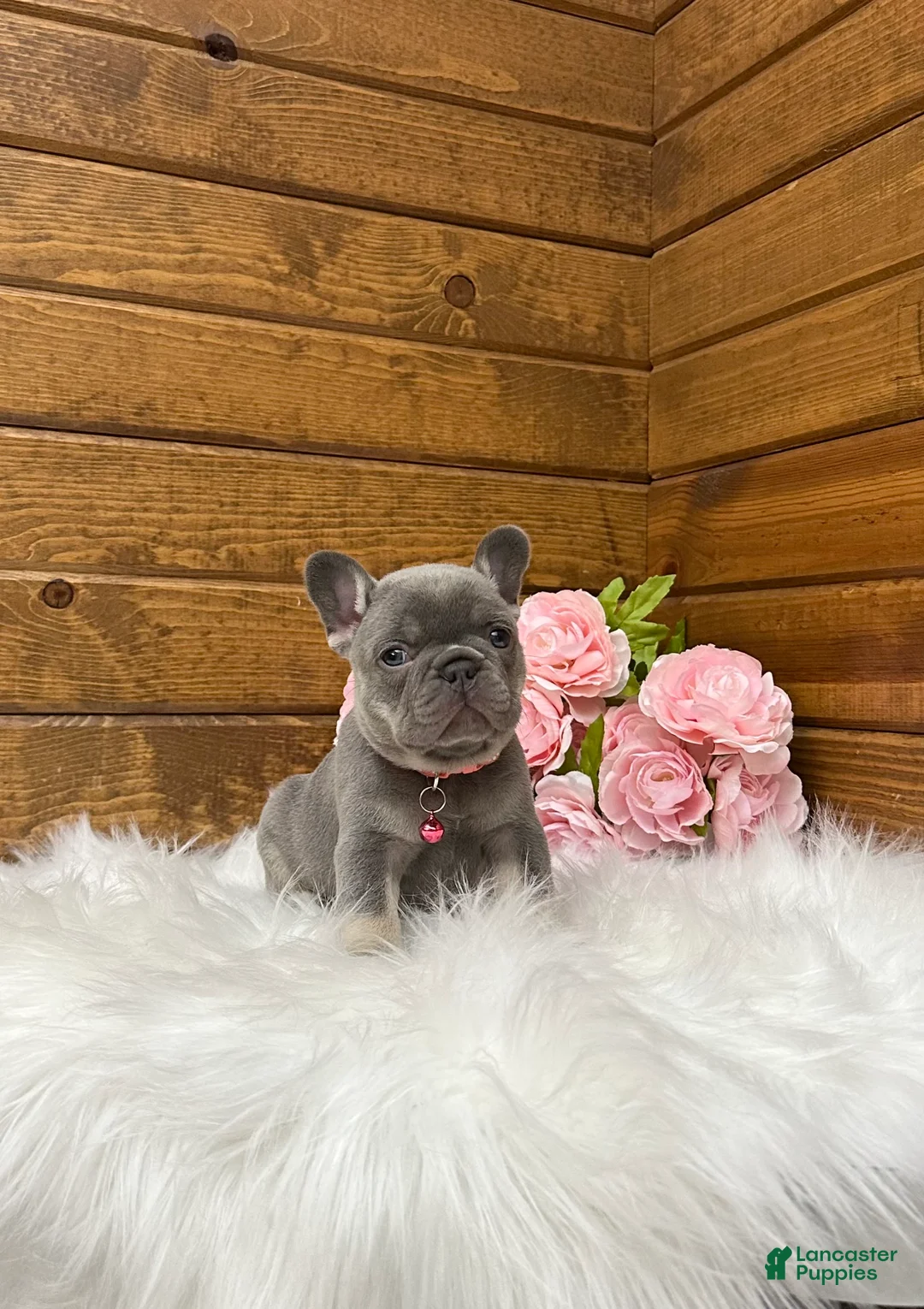 French Bulldog dogs for sale: Violet - Ad 2