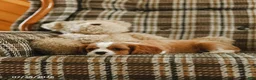 Cavalier King Charles Spaniel dogs for sale: Dallas - Ad 3
