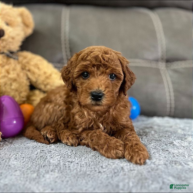 Mini Goldendoodle dogs Remy (Micro Mini Boy) - Ad 1