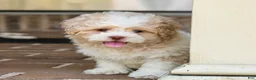 Shihpoo dogs for sale: Sullivan - Ad 9