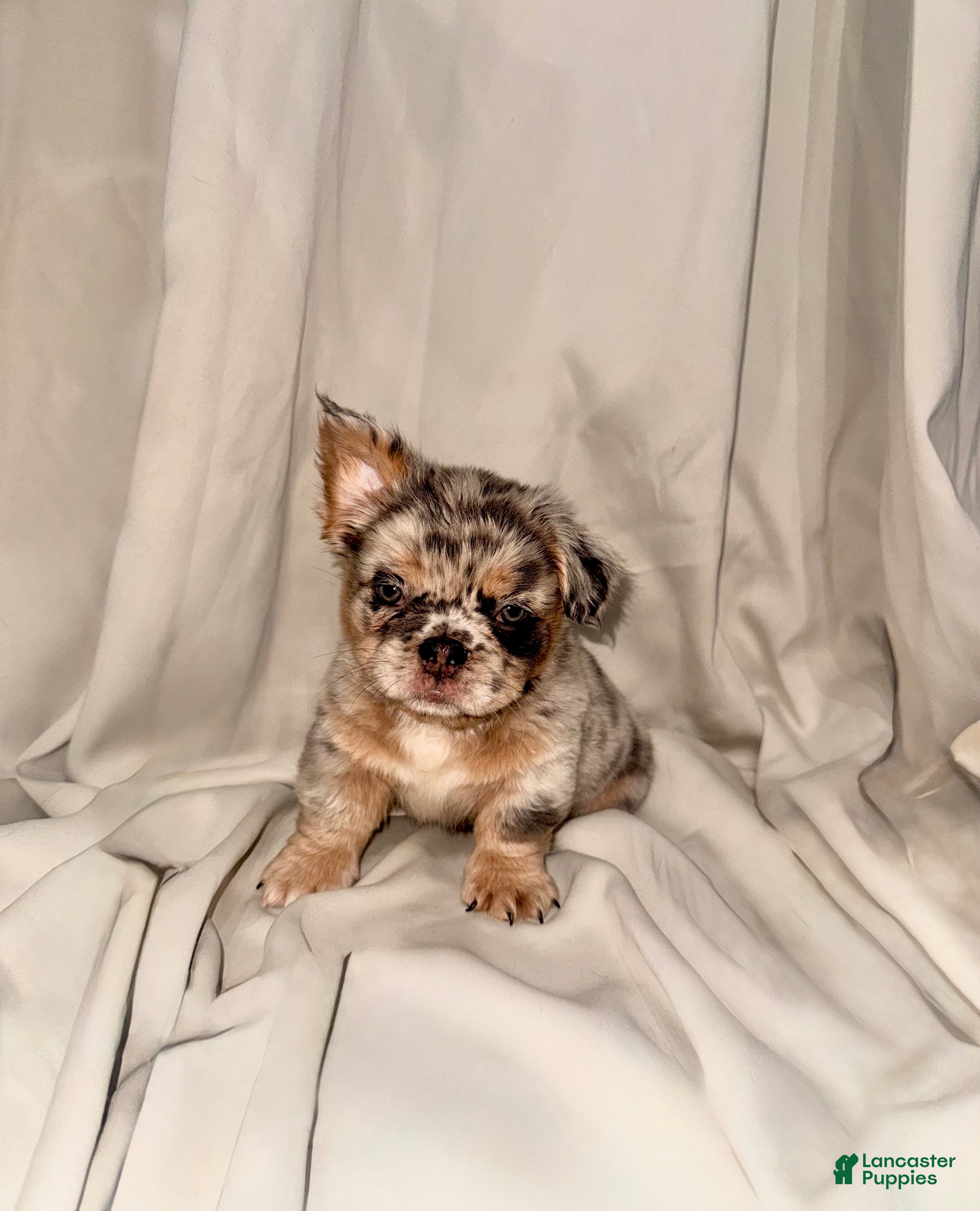 French Bulldog dogs Fluffy Merle Tri French Bulldog  - Ad 20