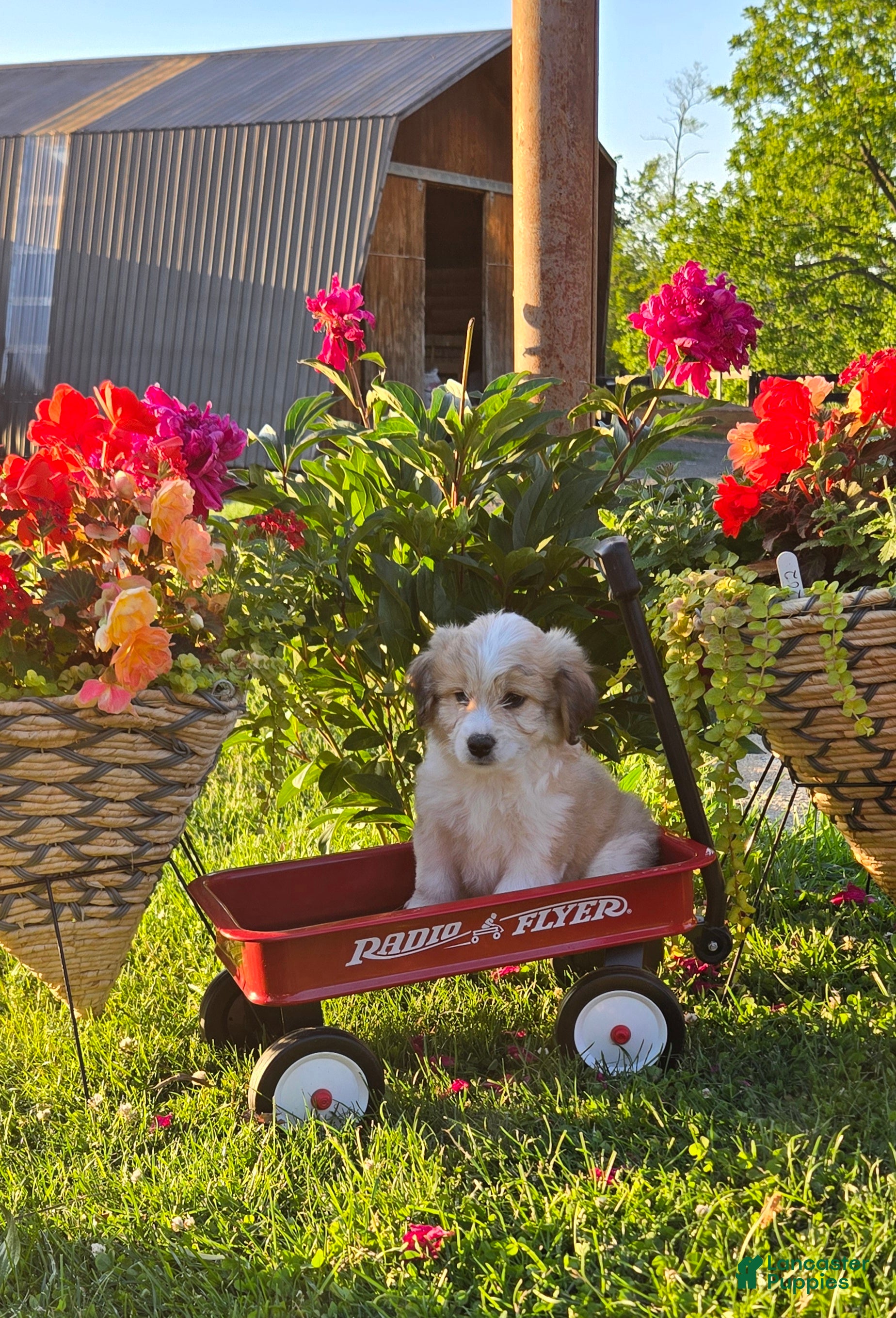 Mixed Breed dogs for sale: Jewel  - Ad 1