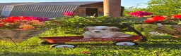 Mixed Breed dogs for sale: Jewel  - Ad 1
