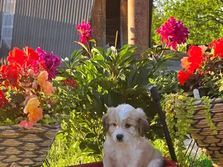 Mixed Breed dogs for sale: Jewel - Ad 1