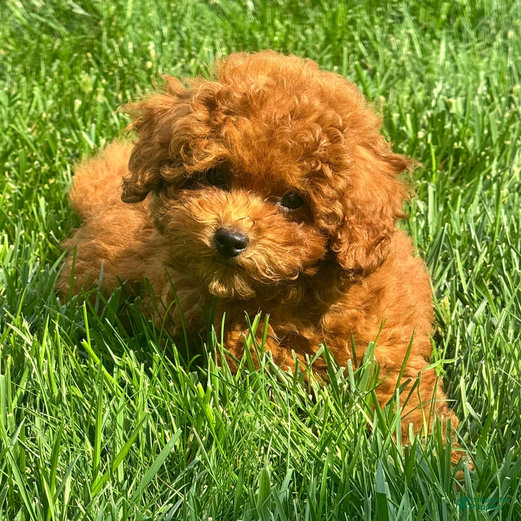 Miniature Poodle dogs Tank - Ad 2