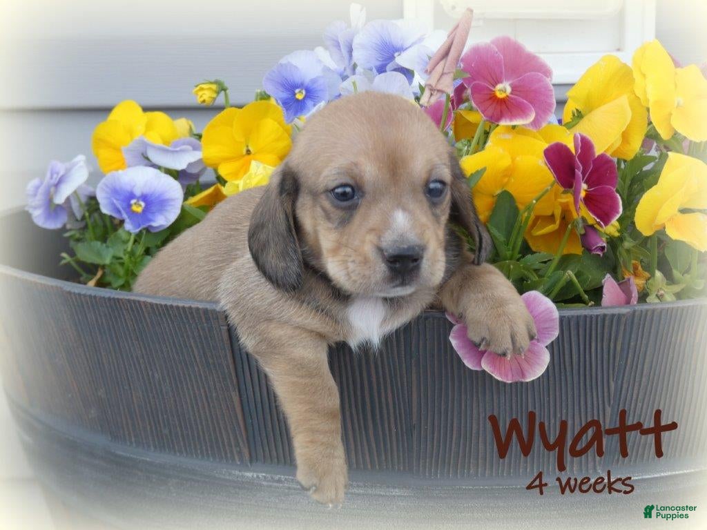 Dachshund dogs Wyatt - Ad 1