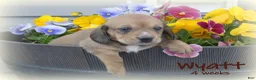 Dachshund dogs for sale: Wyatt - Ad 11