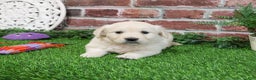 Golden Retriever dogs for sale: Chloe - Ad 10