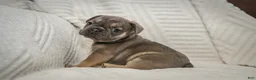 French Bulldog dogs for sale: Benton - Ad 1