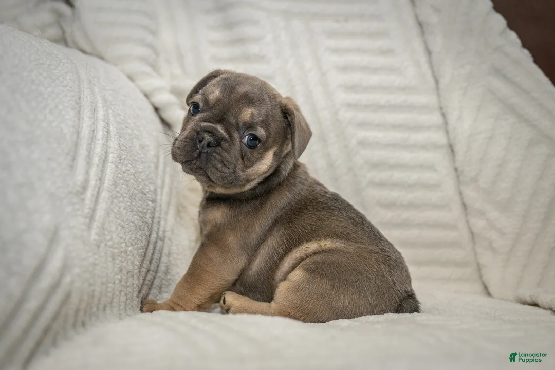 French Bulldog dogs for sale: Benton - Ad 1