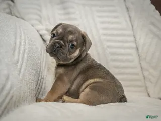 French Bulldog dogs Benton - Ad 40