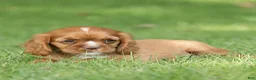 Cavalier King Charles Spaniel dogs for sale: Bubbles Cavalier King Charles Spaniel  - Ad 3