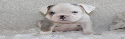 English Bulldog dogs for sale: Hayes - Ad 7
