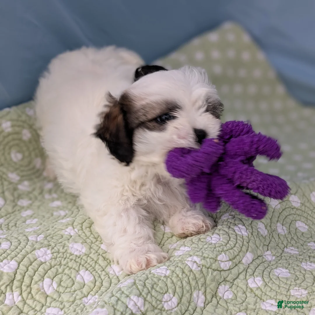 Teddy Bear dogs for sale: Vicious Biscuit - Ad 4