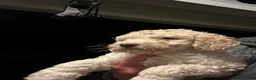 Mixed Breed dogs for sale: Angel  - Ad 3