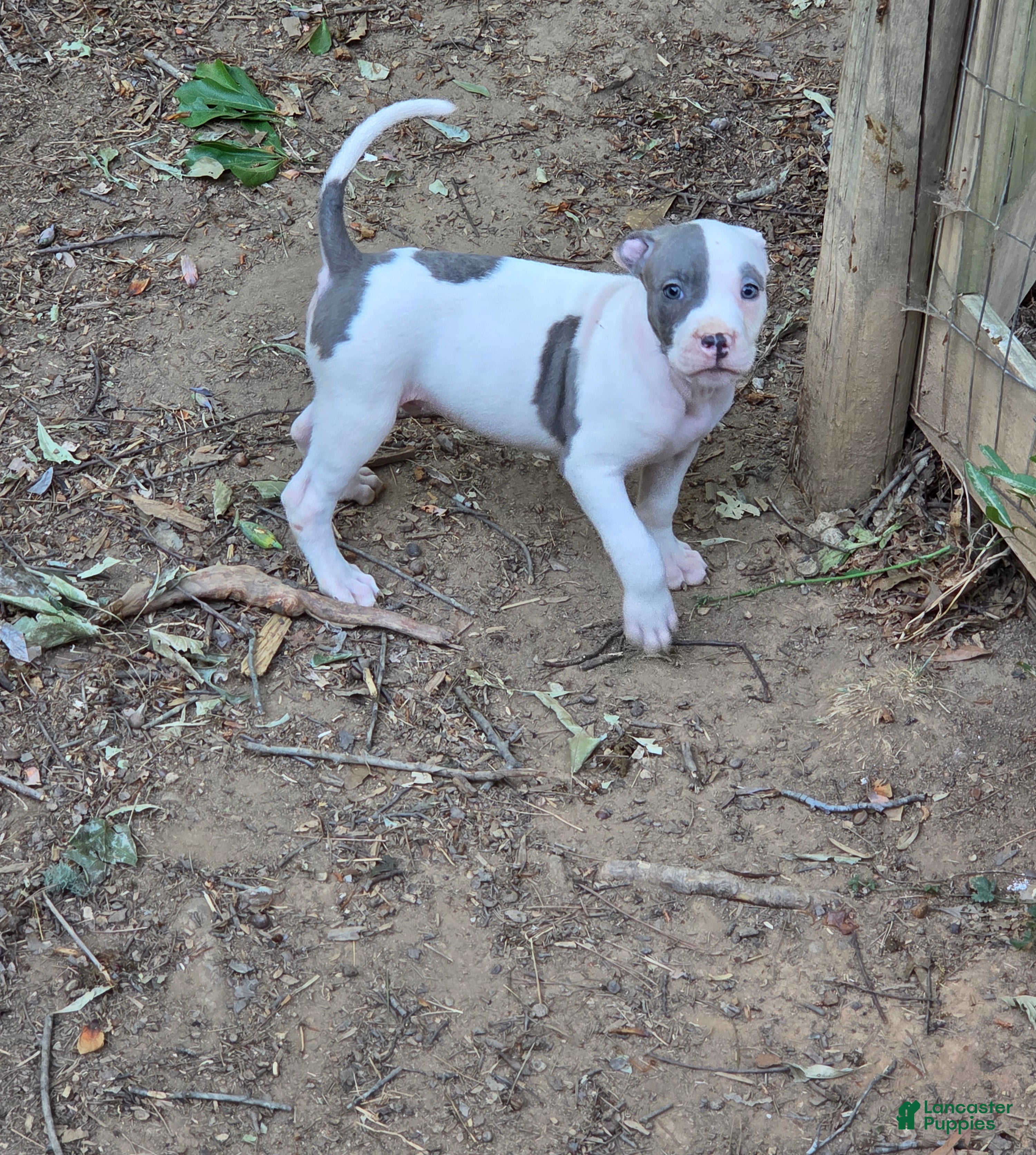 American Pit Bull Terrier dogs American Pit Bull Terrier Puppy 6 - Ad 1