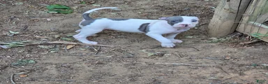 American Pit Bull Terrier Puppy 6