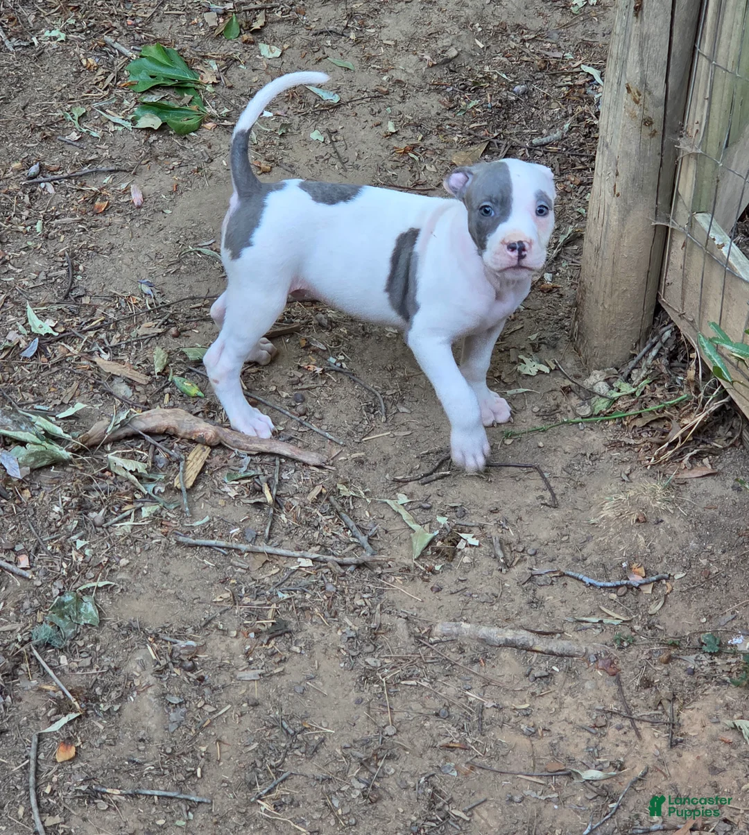 American Pit Bull Terrier dogs for sale: American Pit Bull Terrier Puppy 6 - Ad 1