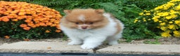 Pomeranian dogs for sale: Pomeranian Puppy 1 - Ad 4
