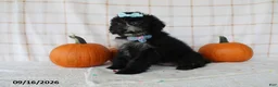Mini Aussiedoodle dogs for sale: Bella - Ad 3