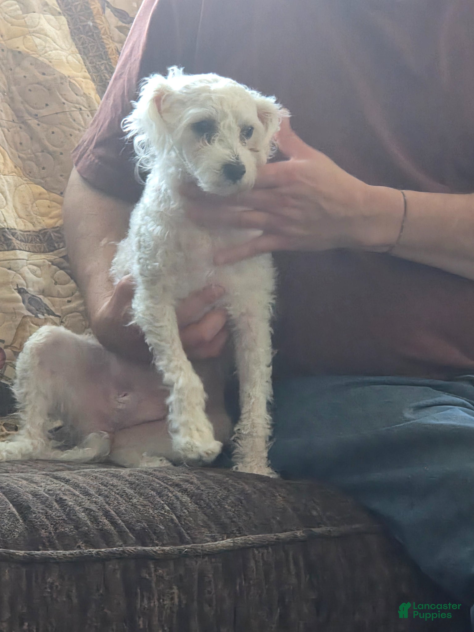 Miniature Poodle dogs for sale: Fleur - Ad 1