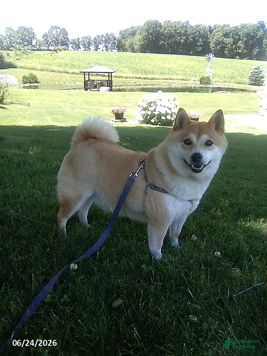Shiba Inu dogs for sale: Michelle - Ad 5