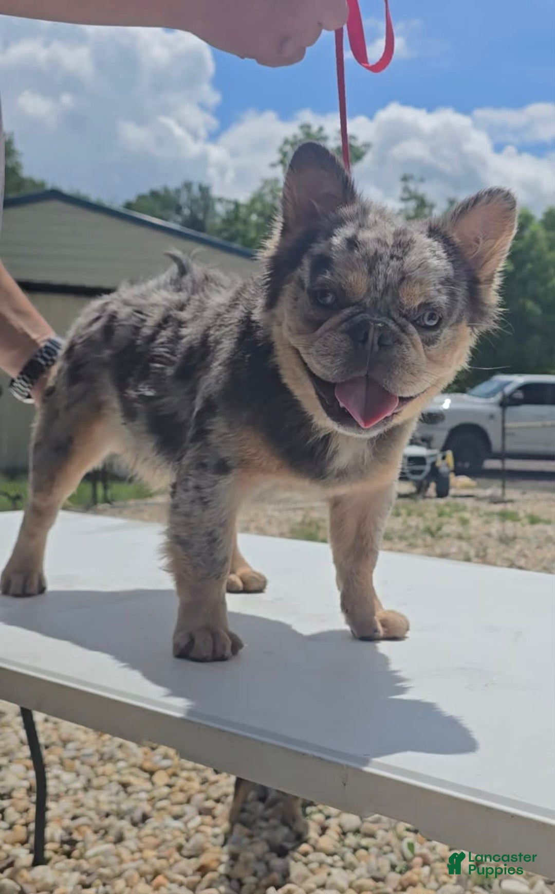 French Bulldog dogs for stud: French Bulldog 1 puppies - Ad 2