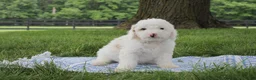 Mini Goldendoodle dogs for sale: Toby - Ad 5