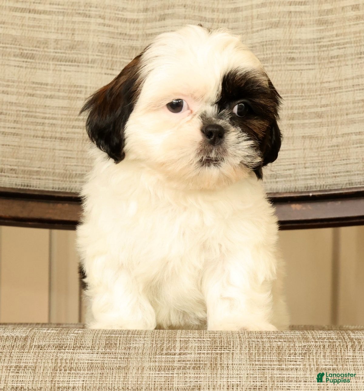 Malshi dogs for sale: Mila - Ad 8
