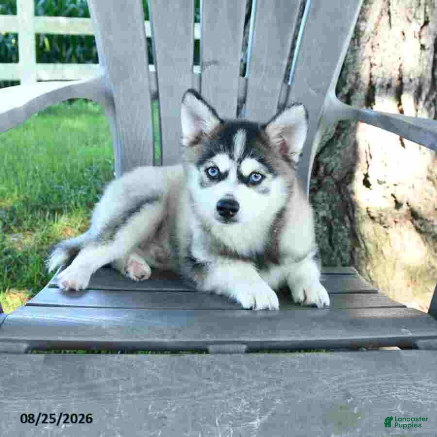 Pomsky dogs Andre - Ad 2
