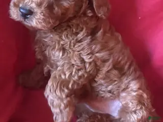 Toy Poodle dogs Mia - Ad 32
