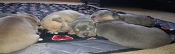 American Bully dogs for sale: American Bully Puppy 6 - Ad 3