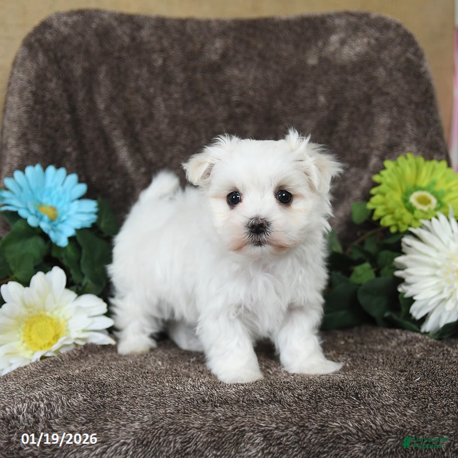 Maltese dogs Gavin - Ad 2