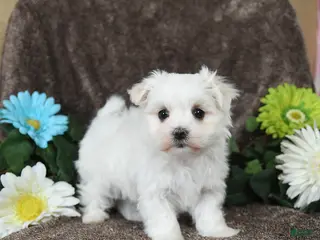 Maltese dogs Gavin - Ad 41