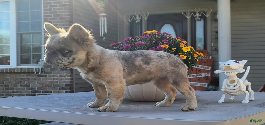 Gallery Image {{count}}