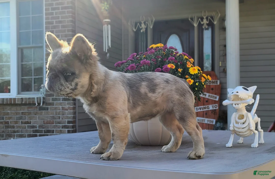 Gallery Image {{count}}