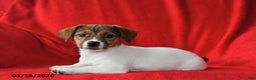 Jack Russell Terrier dogs for sale: Roxy - Ad 5