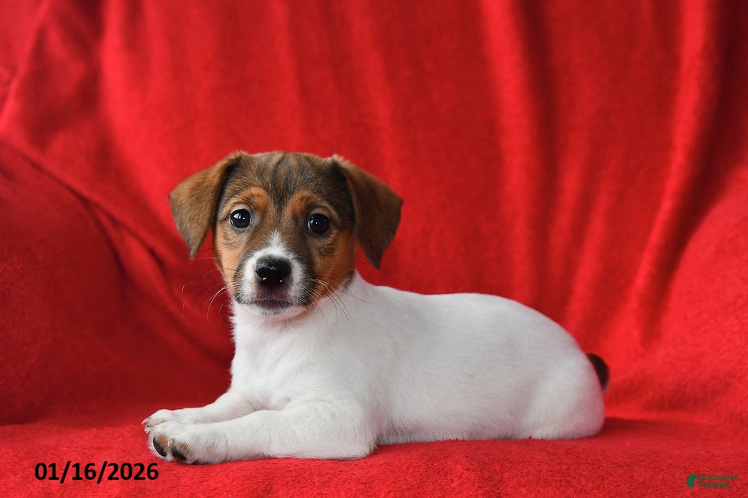 Jack Russell Terrier dogs for sale: Roxy - Ad 5