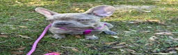 French Bulldog dogs for sale: Sadie  - Ad 10