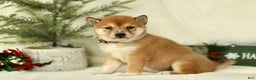 Shiba Inu dogs for sale: Brooke - Ad 2